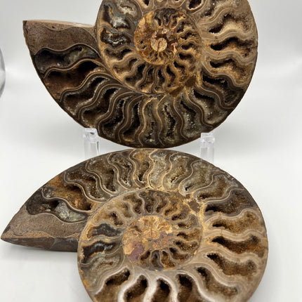 Ammonite Pair - Large - Raven's Cauldron