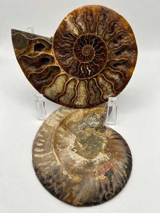 Ammonite Pair - Large - Raven's Cauldron