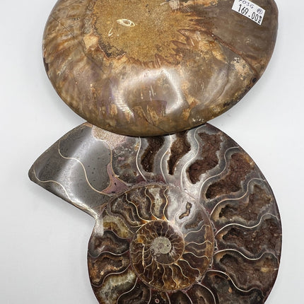 Ammonite Pair - Large - Raven's Cauldron