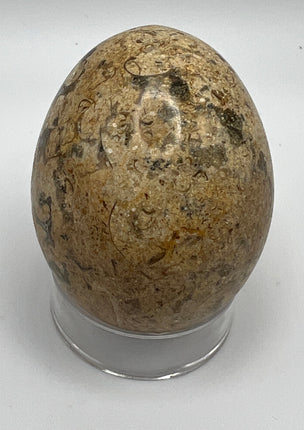 Fossil Coral Egg - Raven's Cauldron