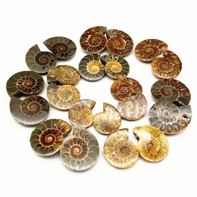 Ammonite Fossils & Decor - Grounding & Ancient Wisdom Collection