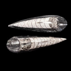 Collection image for: Orthoceras Fossils & Decor - Ancient Fossils Collection