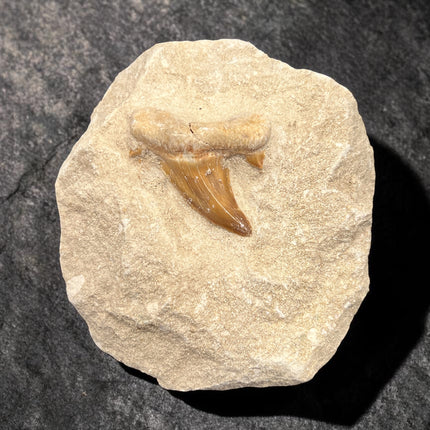 Otodus Obliquus shark tooth fossil in matrix prehistoric specimen 256 grams Raven’s Cauldron Delaware Ohio