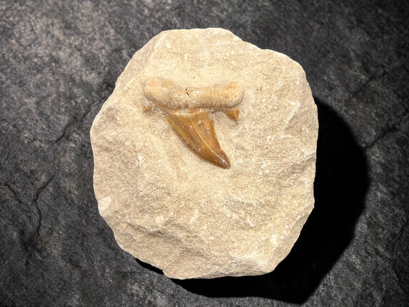 Otodus Obliquus shark tooth fossil in matrix prehistoric specimen 256 grams Raven’s Cauldron Delaware Ohio