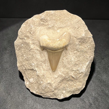 Otodus Obliquus shark tooth fossil in matrix 263 grams prehistoric fossil specimen Raven’s Cauldron Delaware Ohio