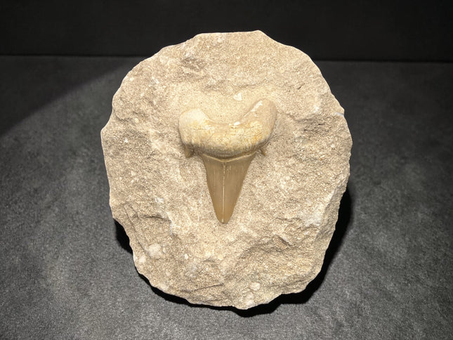 Otodus Obliquus shark tooth fossil in matrix 263 grams prehistoric fossil specimen Raven’s Cauldron Delaware Ohio
