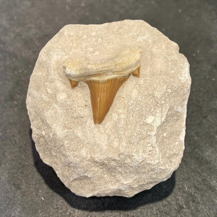 Otodus Obliquus shark tooth fossil in matrix 299 grams prehistoric shark tooth specimen Raven’s Cauldron Delaware Ohio