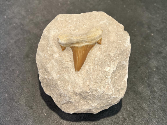 Otodus Obliquus shark tooth fossil in matrix 299 grams prehistoric shark tooth specimen Raven’s Cauldron Delaware Ohio