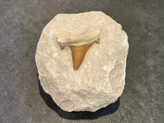 Otodus Obliquus shark tooth fossil in matrix 299 grams prehistoric shark tooth specimen Raven’s Cauldron Delaware Ohio