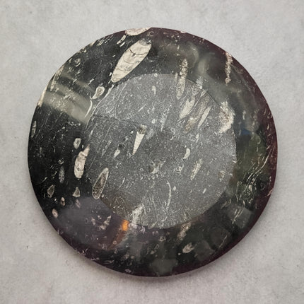 Orthoceras fossil bowl 8 inch polished black limestone ancient nautiloid fossil dish Raven’s Cauldron Delaware Ohio