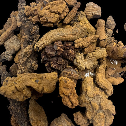 Natural rough Coprolite fossil specimen approximately 1 oz displaying earthy mineralized textures and prehistoric fossil detail – Raven's Cauldron, Delaware, OH