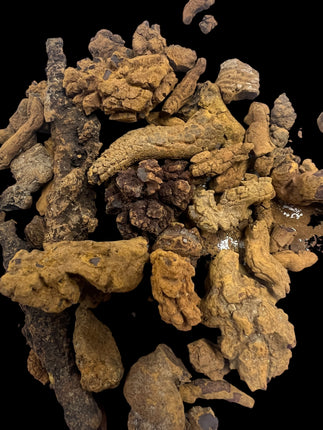 Natural rough Coprolite fossil specimen approximately 1 oz displaying earthy mineralized textures and prehistoric fossil detail – Raven's Cauldron, Delaware, OH