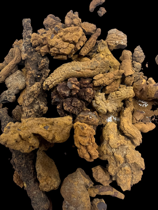 Natural rough Coprolite fossil specimen approximately 1 oz displaying earthy mineralized textures and prehistoric fossil detail – Raven's Cauldron, Delaware, OH