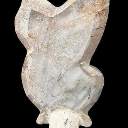 Orthoceras & Ammonite Fossil Specimen | Ancient Grounding & Ancestral Energy Display (10”) from Raven's Cauldron, 6 N Sandusky St, Delaware, OH 43015