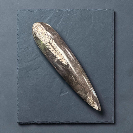 Genuine Orthoceras polished fossil point measuring 6 inches tall and weighing 107 grams with visible prehistoric marine fossil segments.