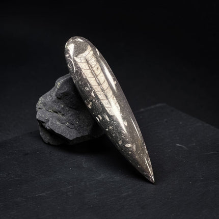 Polished Orthoceras fossil point measuring 6.25 inches with visible ancient segmented cephalopod fossil preserved in natural stone.