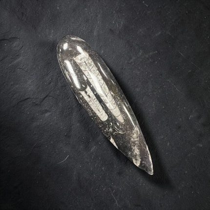 Polished Orthoceras fossil point measuring approximately 6 inches made from a genuine ancient marine cephalopod fossil.