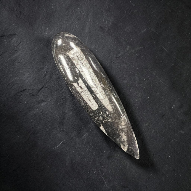 Polished Orthoceras fossil point measuring approximately 6 inches made from a genuine ancient marine cephalopod fossil.