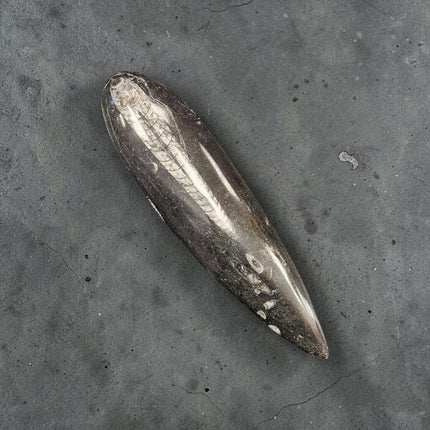 Orthoceras polished fossil point measuring 6 inches tall weighing 139 grams showing the preserved prehistoric marine cephalopod chambers in natural stone.