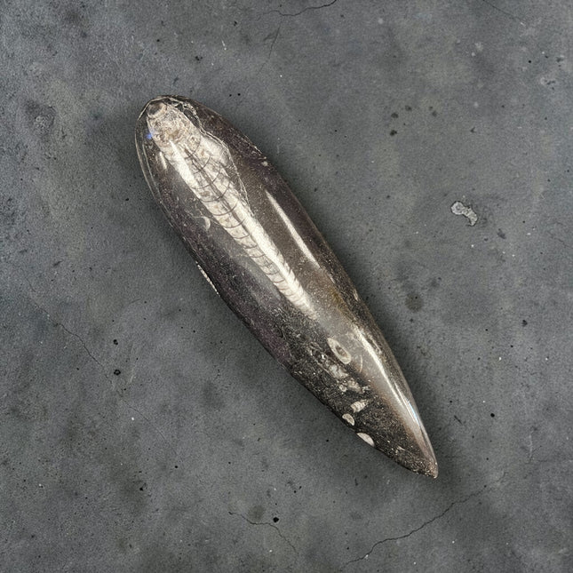 Orthoceras polished fossil point measuring 6 inches tall weighing 139 grams showing the preserved prehistoric marine cephalopod chambers in natural stone.
