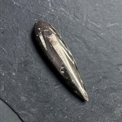 Genuine Orthoceras fossil polished point measuring 6.5 inches long weighing 145 grams with visible prehistoric marine fossil patterns.