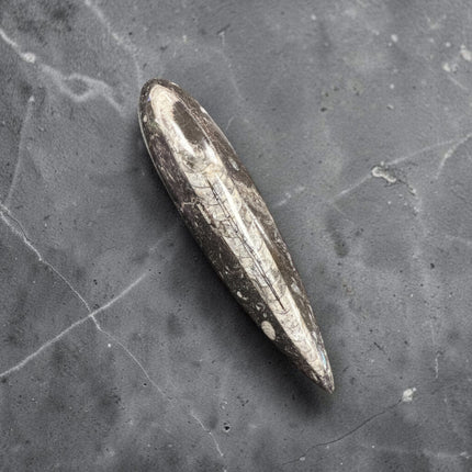 Polished Orthoceras fossil point measuring 6.5 inches and weighing 146 grams displaying ancient chambered marine fossil preserved in natural stone.
