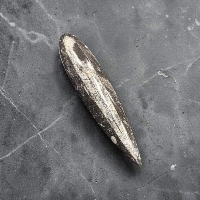 Polished Orthoceras fossil point measuring 6.5 inches and weighing 146 grams displaying ancient chambered marine fossil preserved in natural stone.