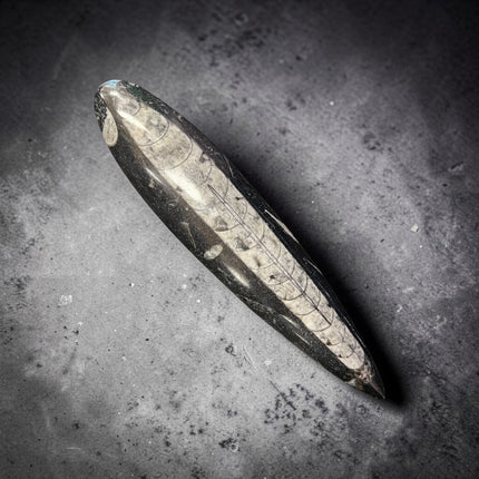 Polished Orthoceras fossil point measuring 7.25 inches featuring a 400 million year old marine cephalopod fossil from Raven's Cauldron
