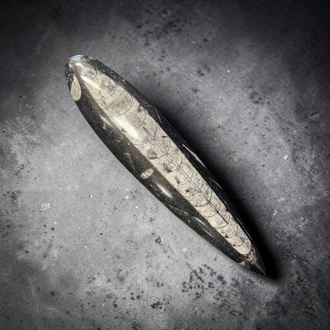 Polished Orthoceras fossil point measuring 7.25 inches featuring a 400 million year old marine cephalopod fossil from Raven's Cauldron
