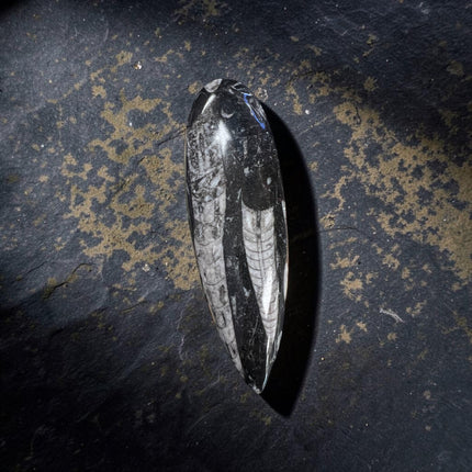 Polished Orthoceras fossil point measuring 6.25 inches tall weighing 178 grams with visible ancient cephalopod fossil pattern.
