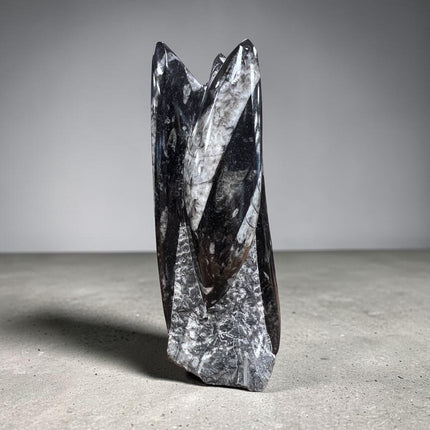 Orthoceras Fossil Tower polished black stone with white fossil imprints 6.25 inch crystal point for grounding and protection, Raven's Cauldron, 6 N Sandusky St, Delaware, OH 43015
