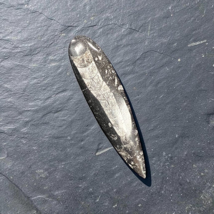 Genuine Orthoceras fossil polished point measuring 6.25 inches tall weighing 80 grams with polished prehistoric marine fossil details.
