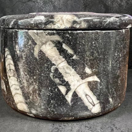 Orthoceras fossil box with lid round 2.5 inch crystal storage container Raven’s Cauldron Delaware Ohio