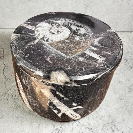 Orthoceras fossil box with lid round 2.5 inch crystal storage container Raven’s Cauldron Delaware Ohio