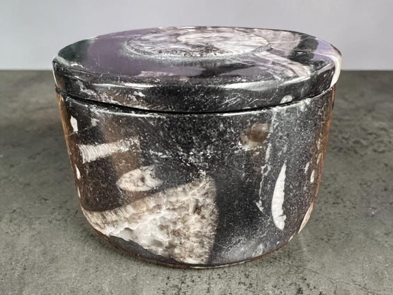 Orthoceras fossil box with lid round 2.5 inch crystal storage container Raven’s Cauldron Delaware Ohio