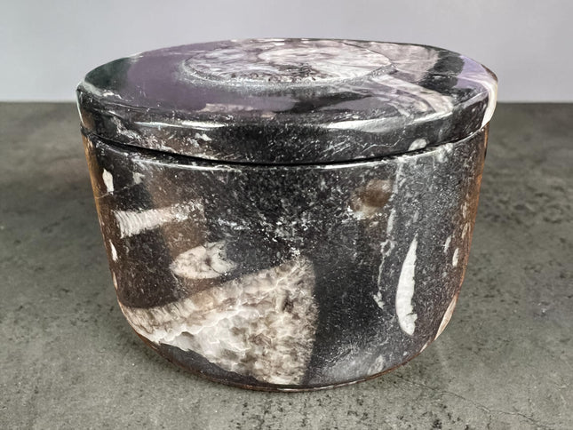 Orthoceras fossil box with lid round 2.5 inch crystal storage container Raven’s Cauldron Delaware Ohio