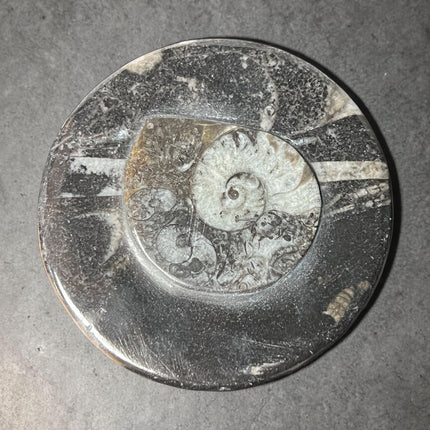 Orthoceras fossil box with lid round 2.5 inch crystal storage container Raven’s Cauldron Delaware Ohio