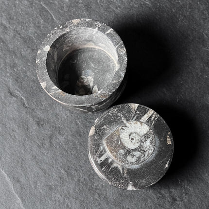 Orthoceras fossil box with lid round 2.5 inch crystal storage container Raven’s Cauldron Delaware Ohio