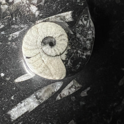 Orthoceras Goniatite fossil bowl 6.5 inch polished ancient marine fossil stone dish Raven’s Cauldron Delaware Ohio