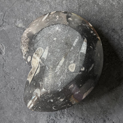 Orthoceras Goniatite fossil bowl 6.5 inch polished ancient marine fossil stone dish Raven’s Cauldron Delaware Ohio