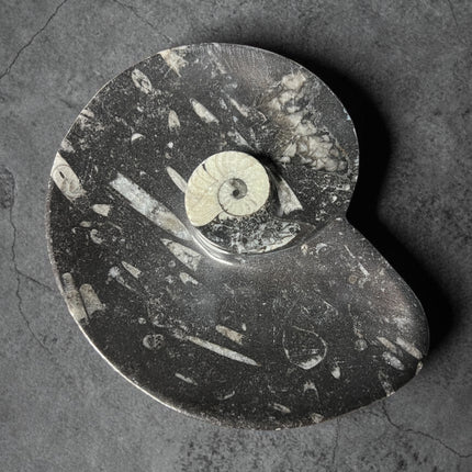 Orthoceras Goniatite fossil bowl 6.5 inch polished ancient marine fossil stone dish Raven’s Cauldron Delaware Ohio