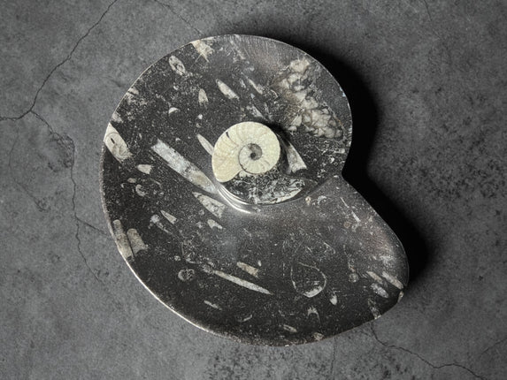 Orthoceras Goniatite fossil bowl 6.5 inch polished ancient marine fossil stone dish Raven’s Cauldron Delaware Ohio