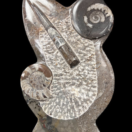 Orthoceras & Ammonite Fossil Specimen | Ancient Grounding & Ancestral Energy Display (10”) from Raven's Cauldron, 6 N Sandusky St, Delaware, OH 43015