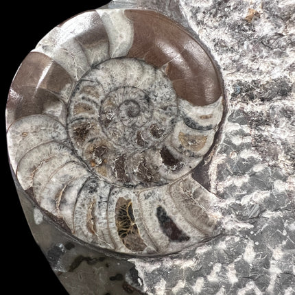 Orthoceras & Ammonite Fossil Specimen | Ancient Grounding & Ancestral Energy Display (10”) from Raven's Cauldron, 6 N Sandusky St, Delaware, OH 43015