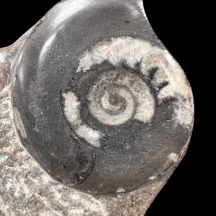 Orthoceras & Ammonite Fossil Specimen | Ancient Grounding & Ancestral Energy Display (10”) from Raven's Cauldron, 6 N Sandusky St, Delaware, OH 43015