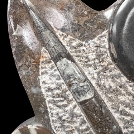 Orthoceras & Ammonite Fossil Specimen | Ancient Grounding & Ancestral Energy Display (10”) from Raven's Cauldron, 6 N Sandusky St, Delaware, OH 43015