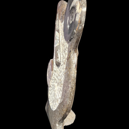 Orthoceras & Ammonite Fossil Specimen | Ancient Grounding & Ancestral Energy Display (10”) from Raven's Cauldron, 6 N Sandusky St, Delaware, OH 43015