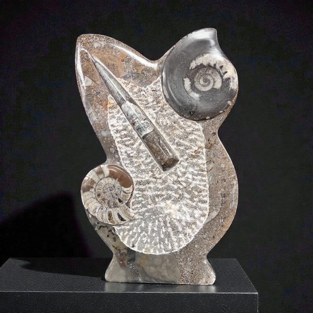 Orthoceras & Ammonite Fossil Specimen | Ancient Grounding & Ancestral Energy Display (10”) from Raven's Cauldron, 6 N Sandusky St, Delaware, OH 43015