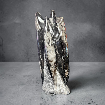 Polished Orthoceras fossil tower 787 grams with visible ancient marine fossil patterns from 400 million years ago, Raven's Cauldron, 6 N Sandusky St, Delaware, OH 43015