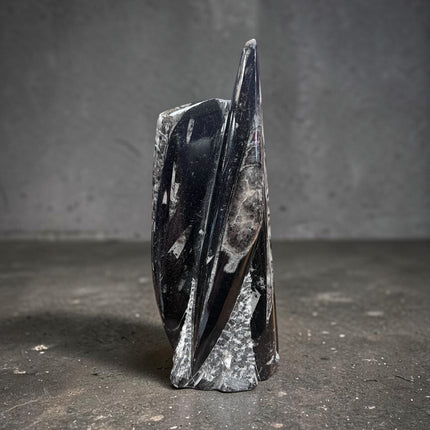 Polished Orthoceras fossil tower 787 grams with visible ancient marine fossil patterns from 400 million years ago, Raven's Cauldron, 6 N Sandusky St, Delaware, OH 43015